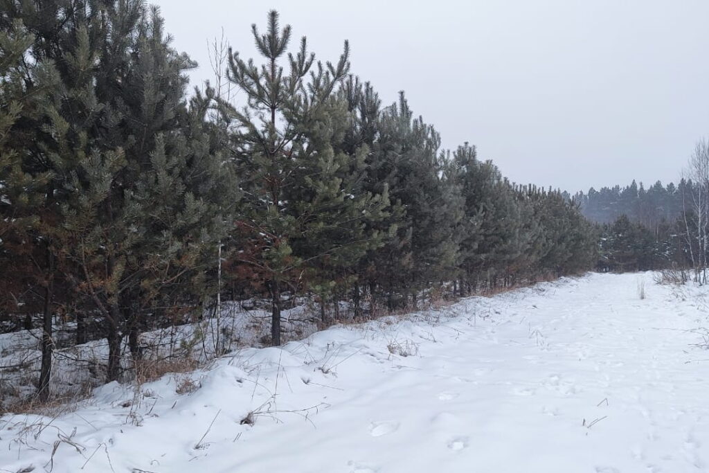 Около 10 тысяч елей заготовят к Новому году в Новосибирской области