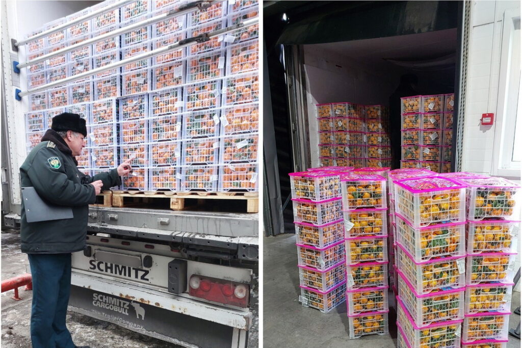 В Сибирь завезли мандарины на полтора миллиарда рублей