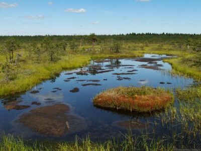 В Новосибирской области обнаружили взрывной рост популяции чибисов