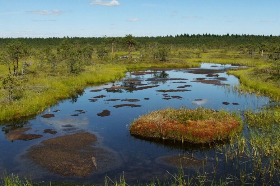 В Новосибирской области обнаружили взрывной рост популяции чибисов