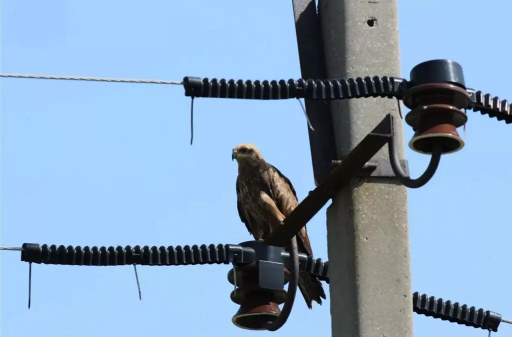 Прокуратура потребовала обезопасить провода для птиц в заказниках Новосибирска