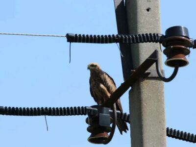 Прокуратура требует спасти птиц на проводах в Новосибирске