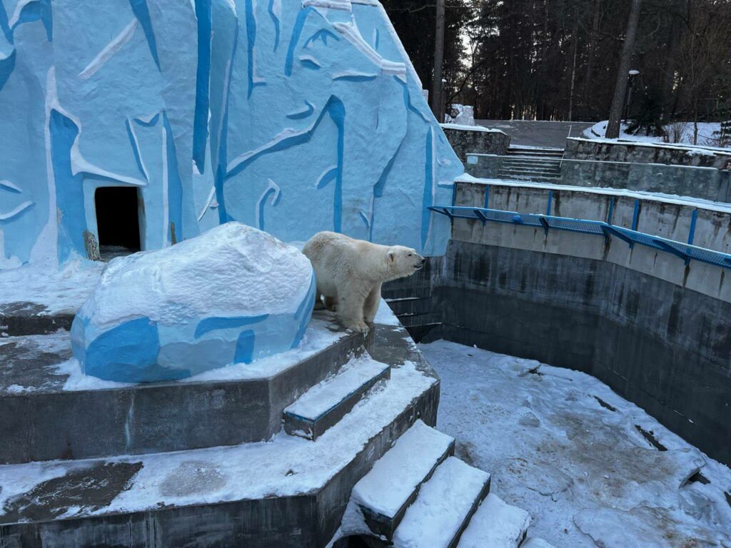Вольеры белых медведей оборудуют системой подогрева воды в зоопарке Новосибирска