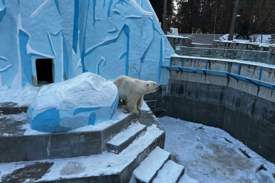 Вольеры белых медведей оборудуют системой подогрева воды в Новосибирске