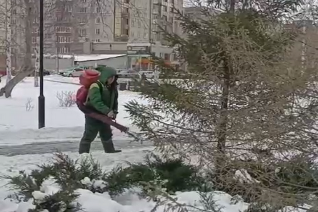 В Новосибирске началась антивандальная обработка елей