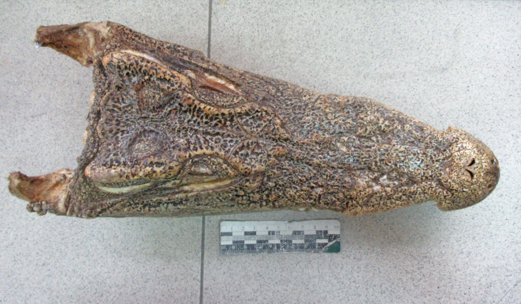 Туристку с головой крокодила задержали новосибирские таможенники