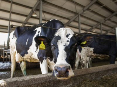 Предприятие «Эконива» в Маслянино перешло под управление российского юрлица