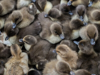 Суд приостановил на 40 дней строительство утиной фабрики под Новосибирском