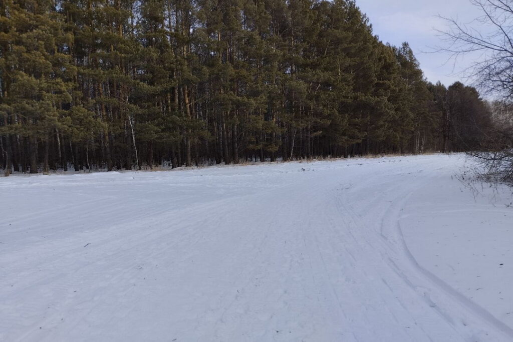 Лес вокруг Новосибирска внесен в госреестр недвижимости