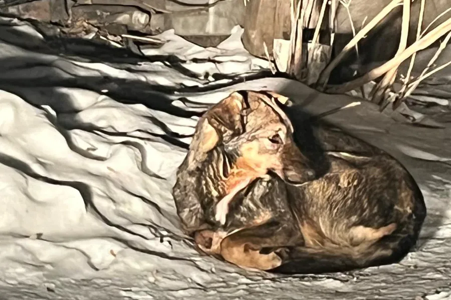Собаки загрызли женщину около мусорного полигона в Новосибирске