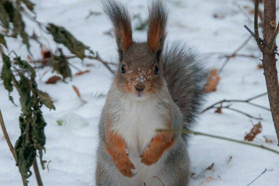 Тёплую снежную неделю пообещали синоптики жителям Новосибирской области