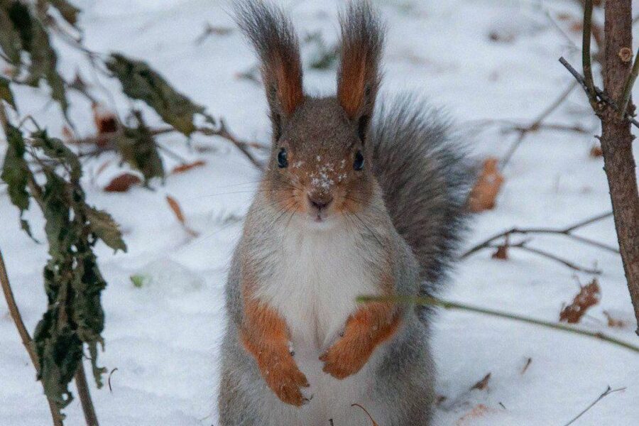 Тёплую снежную неделю пообещали синоптики жителям Новосибирской области