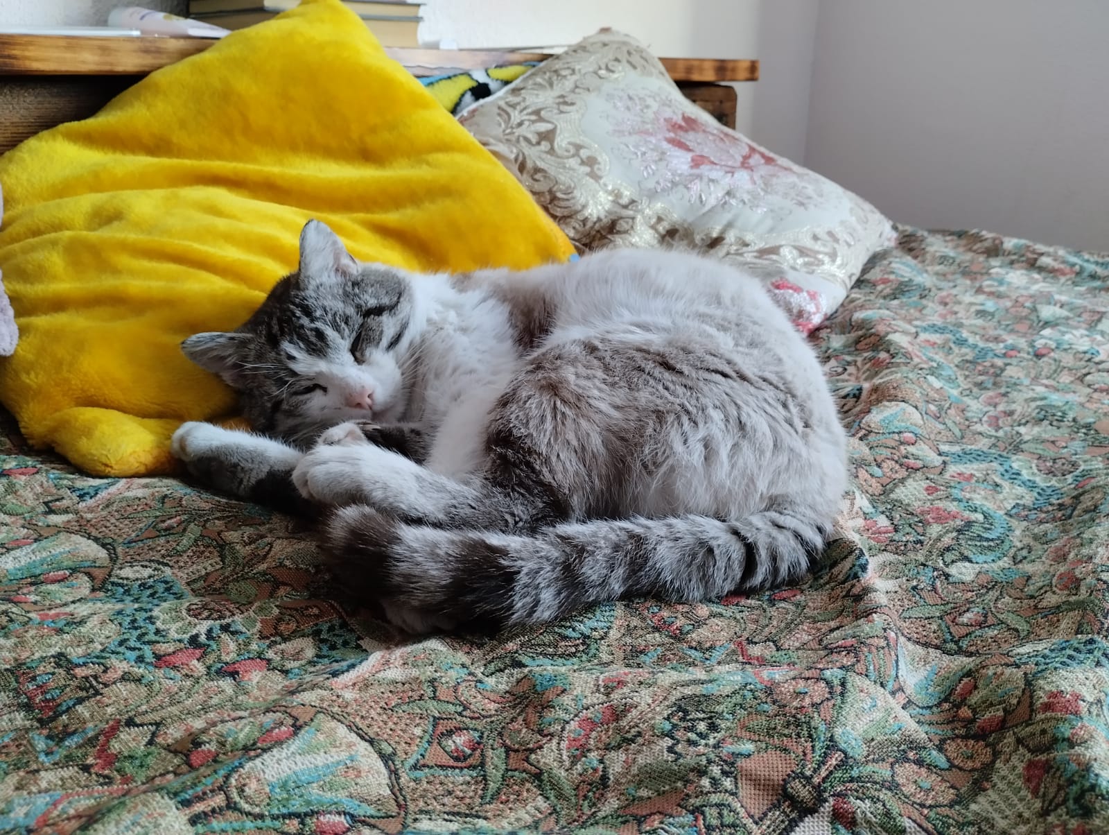 Ветеринары напомнили новосибирцам правила содержания домашних животных