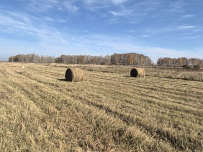 Это огромные доходы в бюджет: Шимкив предложил разрешить крупным сельхозкомпаниям выкупать землю в Новосибирске