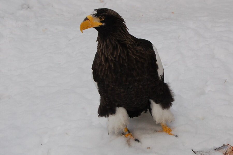 В 2024 году Новосибирский зоопарк посетили 1,5 млн человек