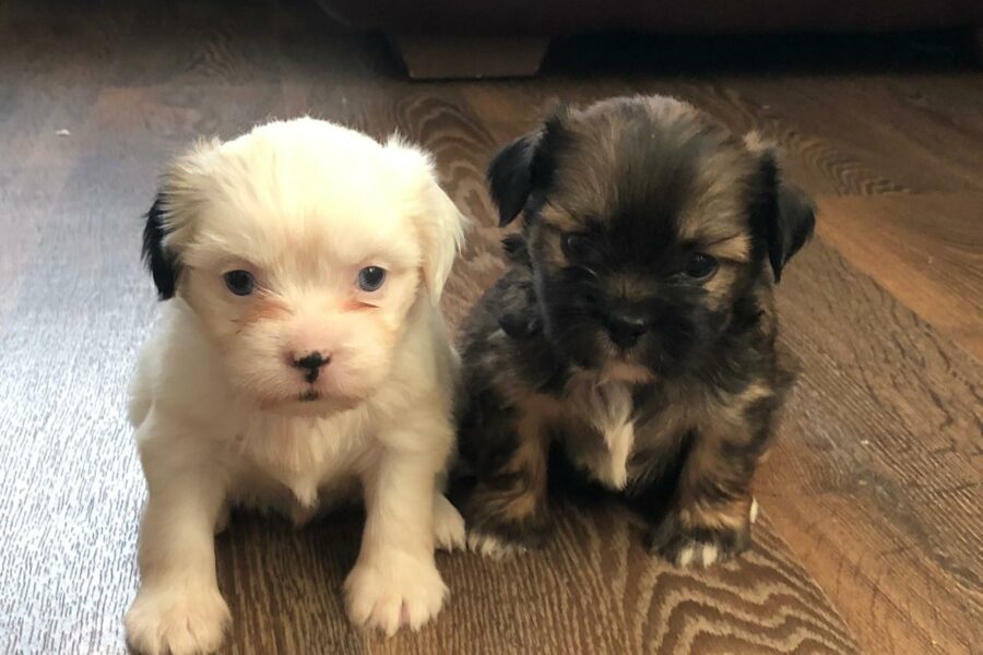 Ветеринары напомнили новосибирцам правила содержания домашних животных