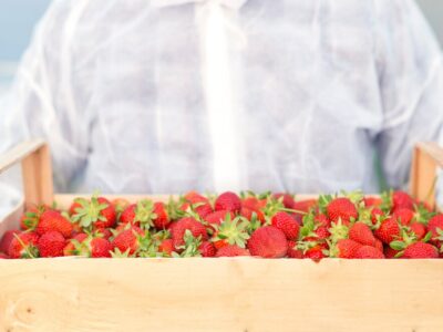 Алтайские эксперты оценили импортную ягоду на прилавках магазинов