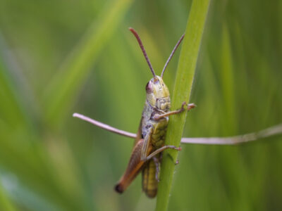 Россельхозцентр оценил риск нашествия саранчи в Новосибирской области в 2025 году
