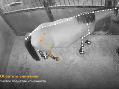 Новосибирская разработка для оценки здоровья лошадей вошла в международный топ