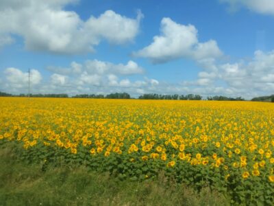 Рекорд по производству растительного масла побили производители Сибири
