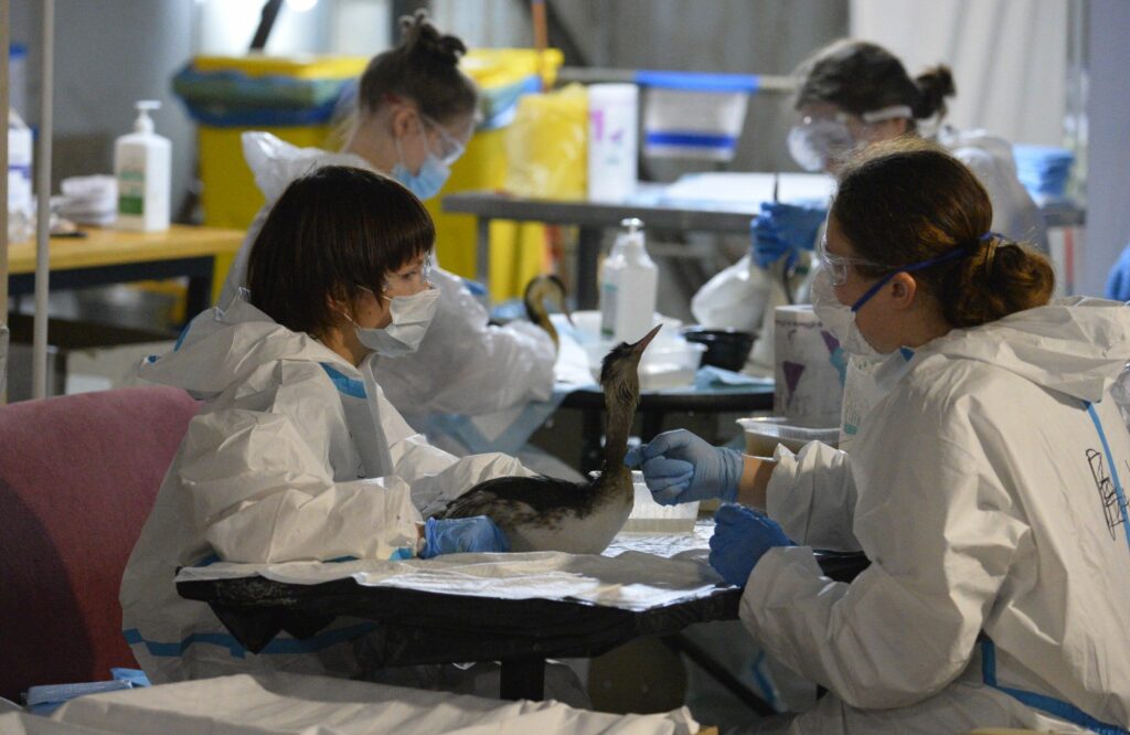 Более 25 млн рублей выделят на очищение морского дна и береговой линии от мазута