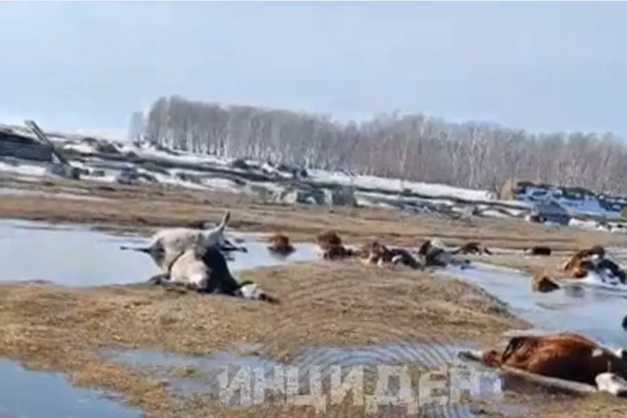 Трупы животных, найденные у озера в Новосибирской области, утилизируют