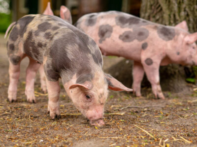 Карантин по бешенству ввели в селе Красноярка Новосибирской области