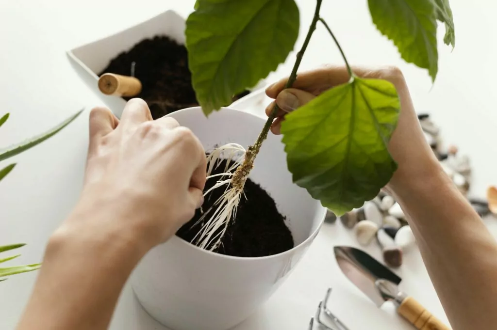 пересадка растений