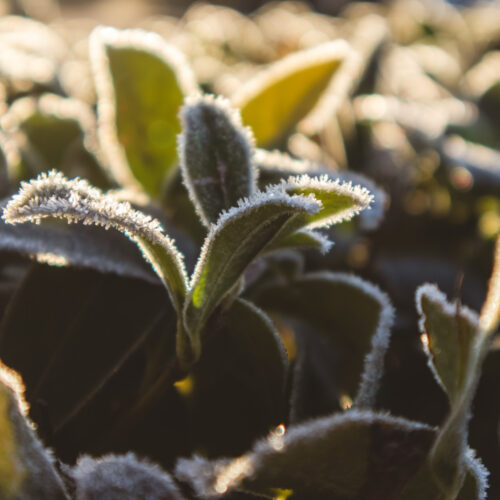 Новосибирцам рассказали, как действовать с посадками после заморозков