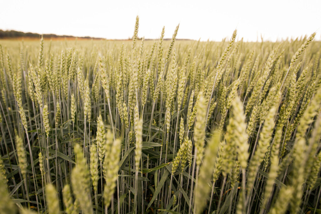 Семь сибирских компаний отказались от квоты на экспорт пшеницы
