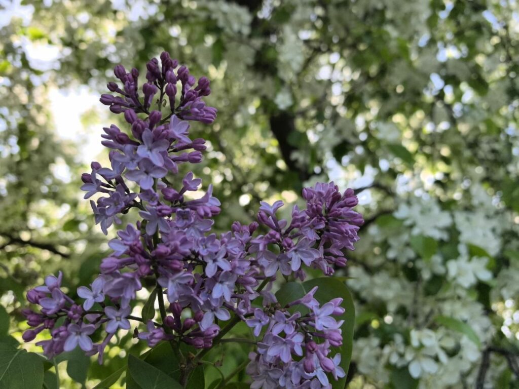 Михайловская набережная лидирует по мобильному трафику в Новосибирске