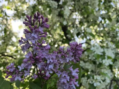 Михайловская набережная лидирует по мобильному трафику в Новосибирске