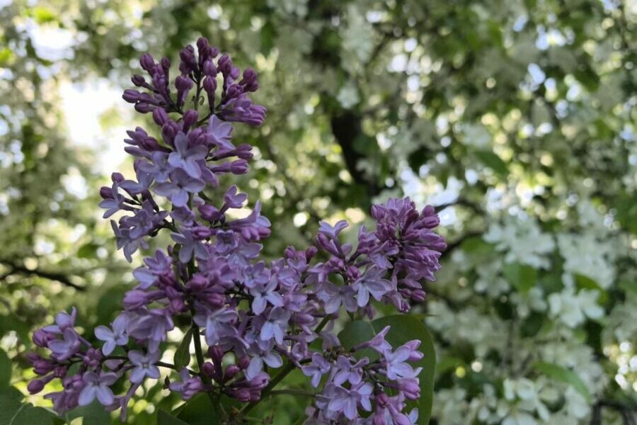 Михайловская набережная лидирует по мобильному трафику в Новосибирске