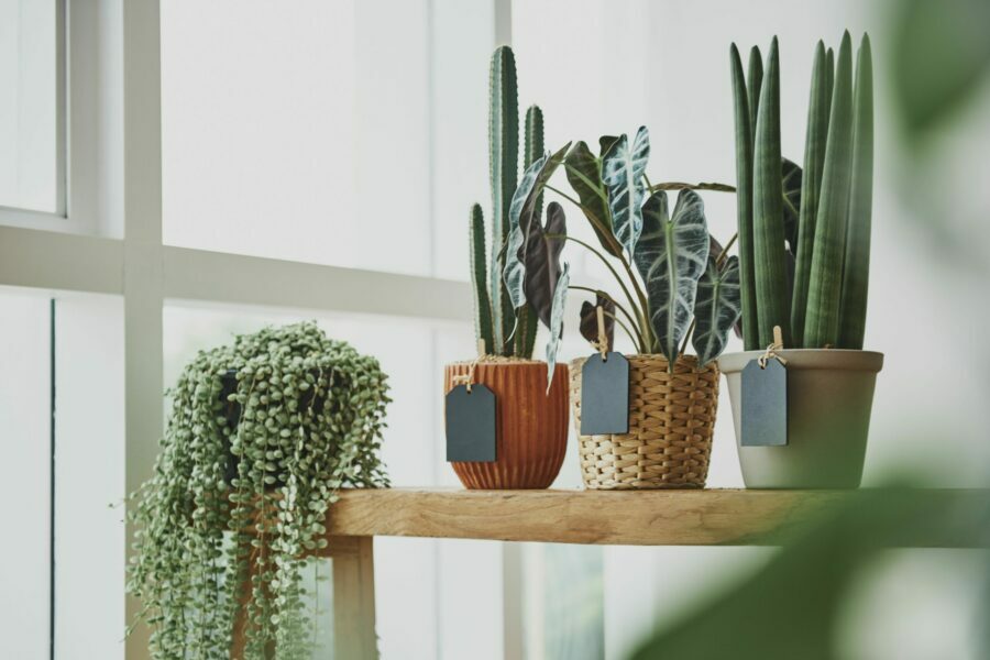 Календарь лунных фаз для любителей комнатных растений на июнь 2025