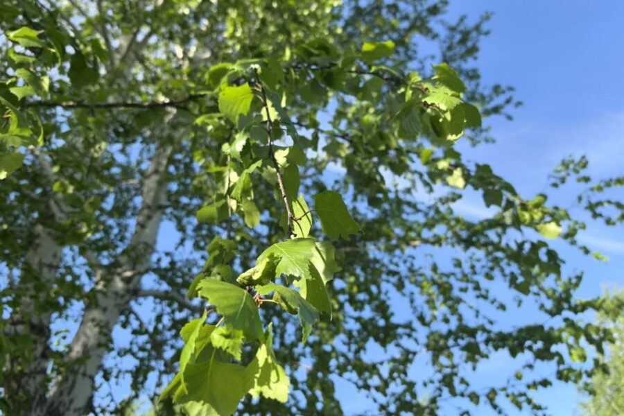 В Новосибирск придет жара на выходных