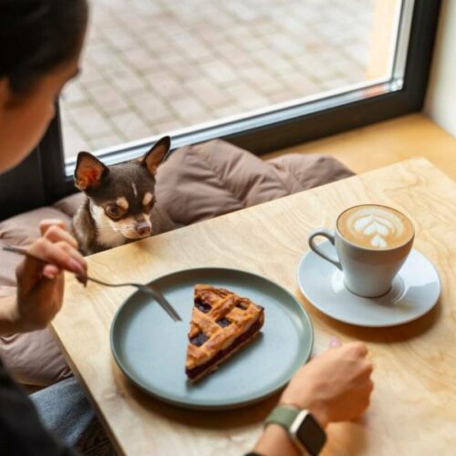 В ресторан с питомцем: тренд на pet-friendly распространяется в общепите Новосибирска