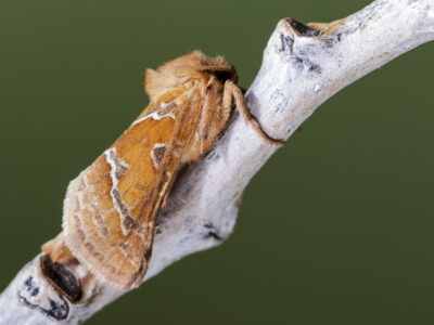 Из-за шелкопряда в Новосибирской области ввели режим повышенной готовности