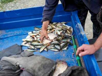 В бассейне Оби насчитали несколько десятков чужеродных видов рыб
