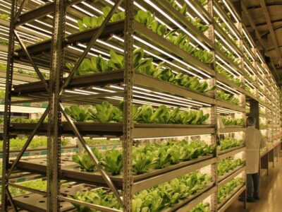 В новосибирской FoodTech-компании ввели конкурсное производство