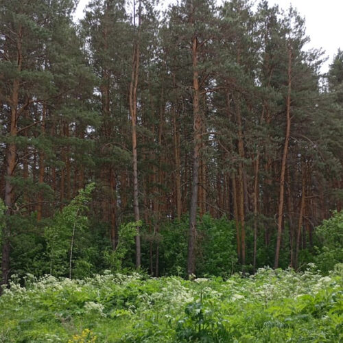 Почти 500 га лесов приписал себе поселок Маслянино в Новосибирской области