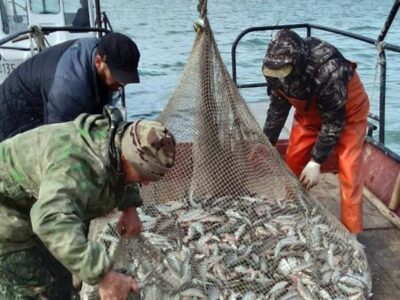 Новосибирскую рыбу распробовали в Объединенных Арабских Эмиратах