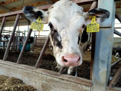 «Другого пути нет»: Новосибирская область продолжает сокращать поголовье коров из-за лейкоза