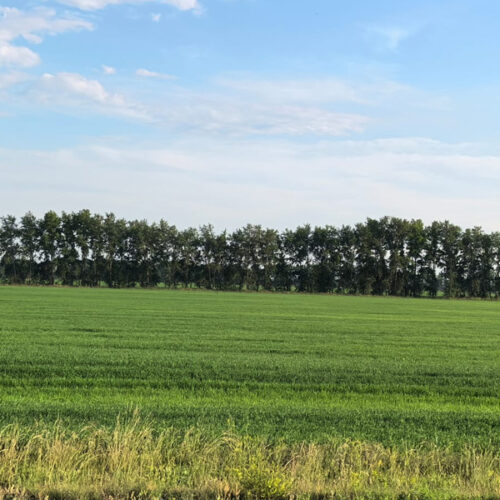 На 10 тыс га сократилась площадь земель сельхозназначения в Новосибирской области