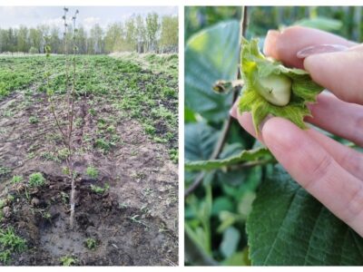 Новосибирский фермер первым в Сибири начал выращивать фундук