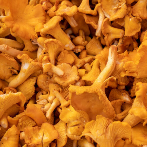 Новосибирский миколог объяснила, почему лето 2025 не радует урожаем грибов