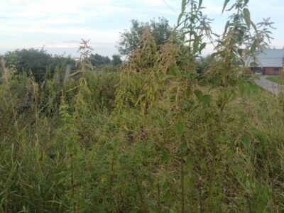 В Новосибирской области на сельхозземлях нашли 335 заросших участков и 12 свалок