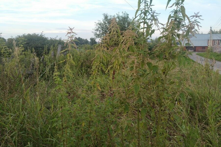 В Новосибирской области на сельхозземлях нашли 335 заросших участков и 12 свалок