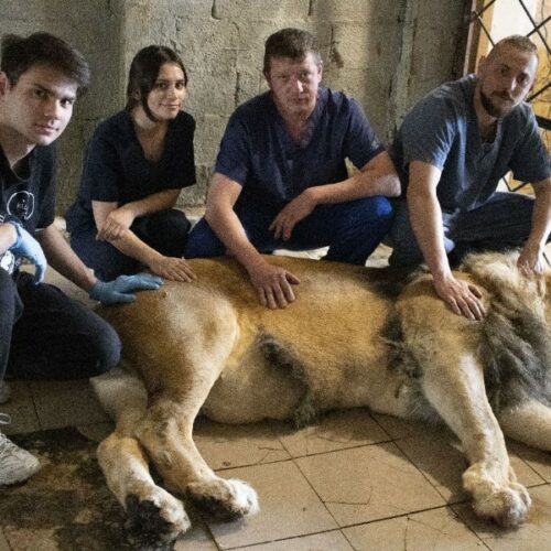 «Хозяйка приняла решение»: новосибирские ветеринары кастрировали взрослого льва