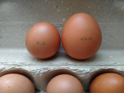 «С-3»: крошечные куриные яйца появились на прилавках новосибирских магазинов