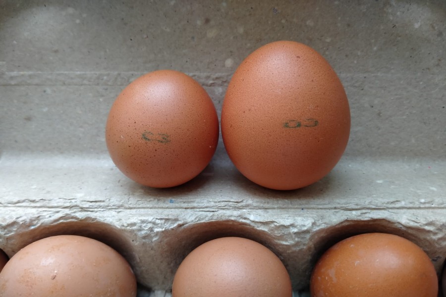 «С-3»: крошечные куриные яйца появились на прилавках новосибирских магазинов